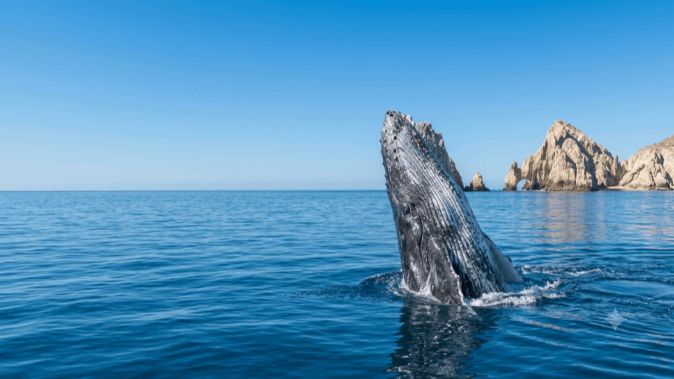 Los Cabos Whale Watching